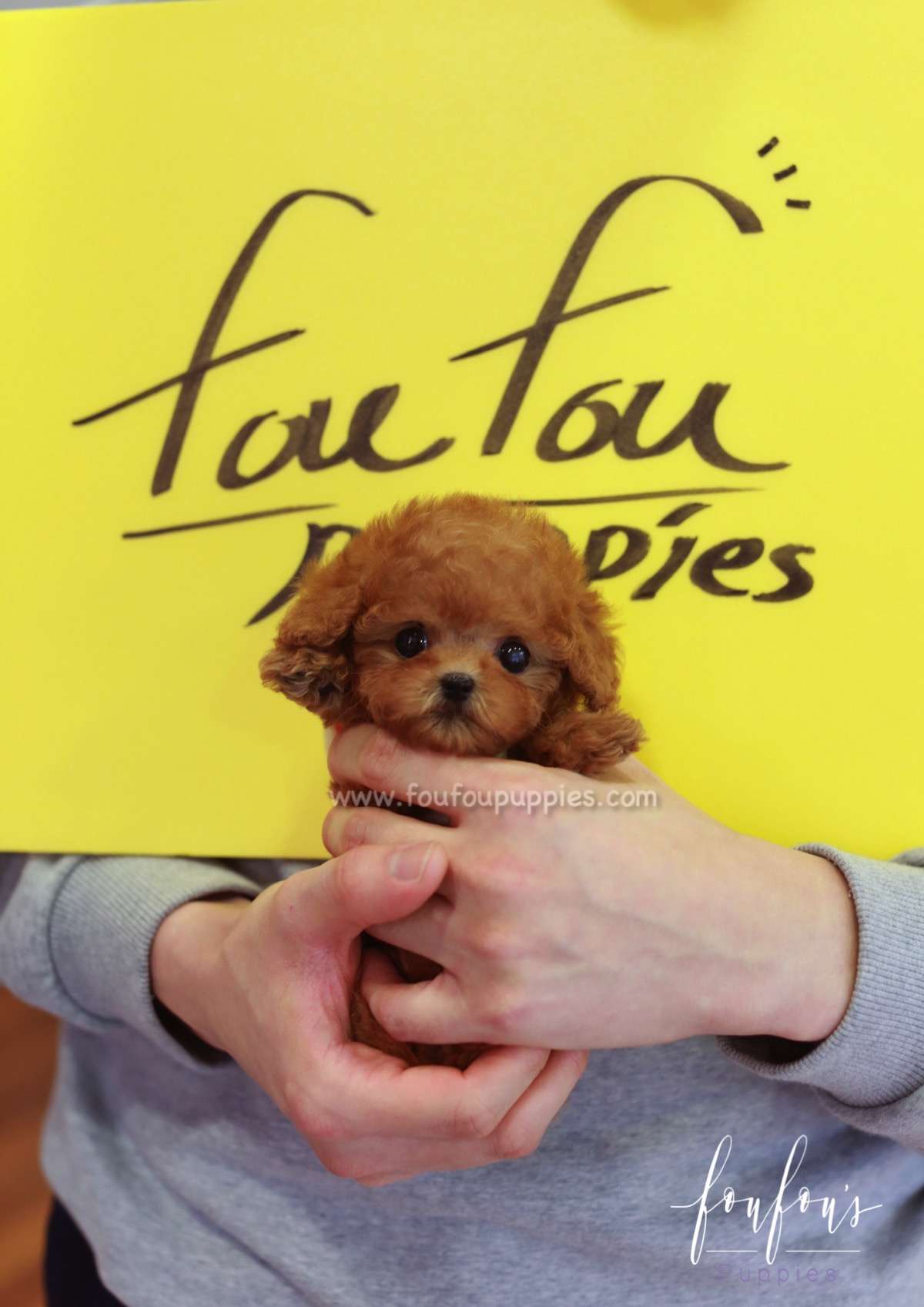 Rose - Poodle F.