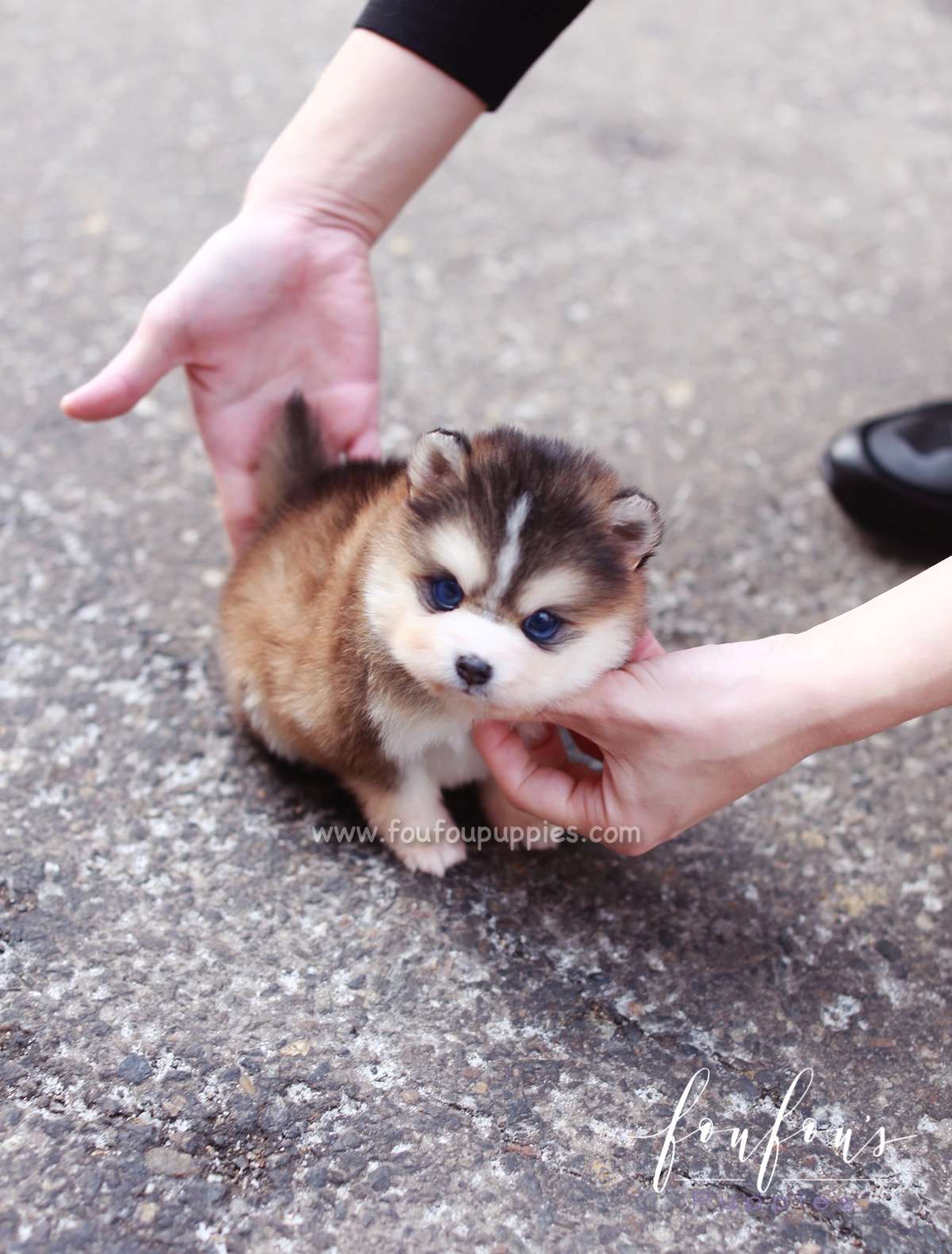 Tank - Pomsky M.