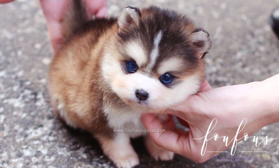 Tank - Pomsky M.