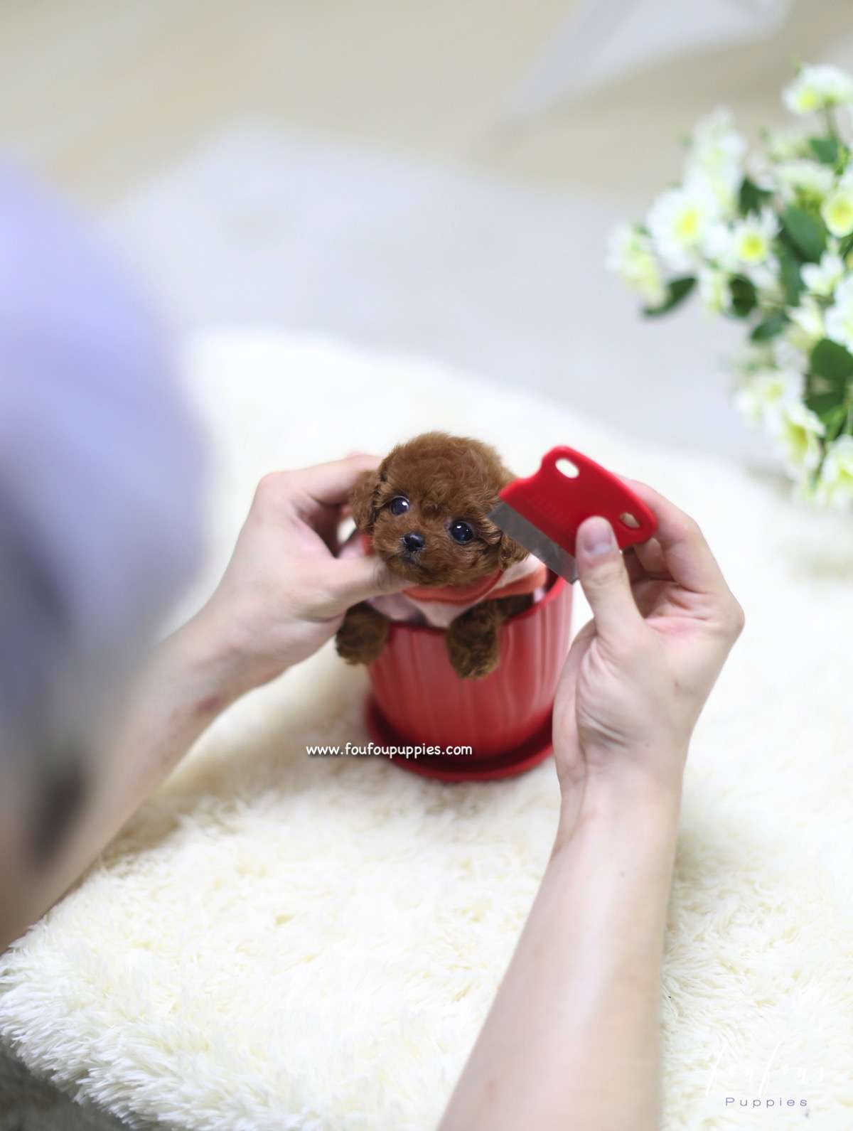 Minnie - Poodle F.