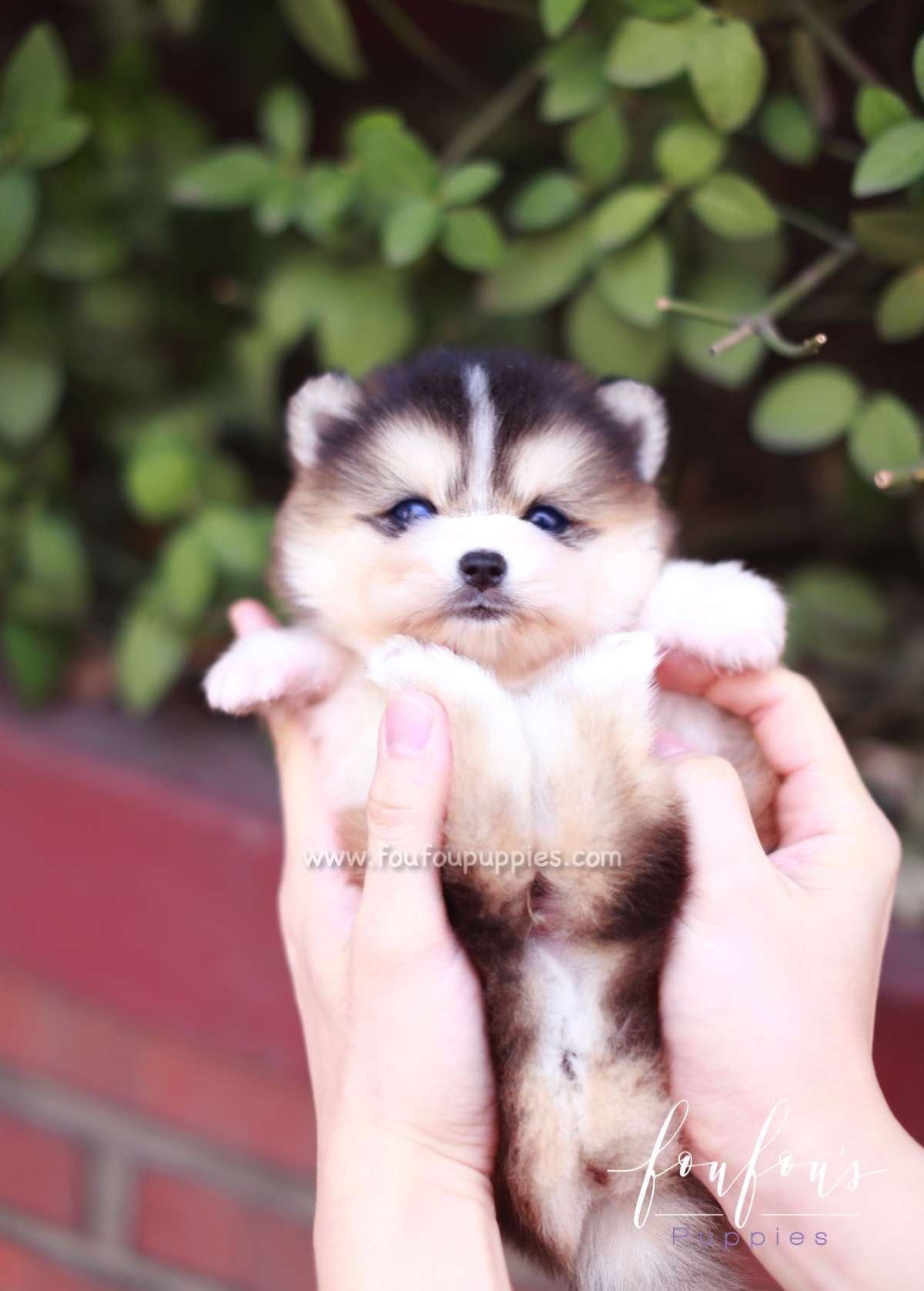 Tank - Pomsky M.