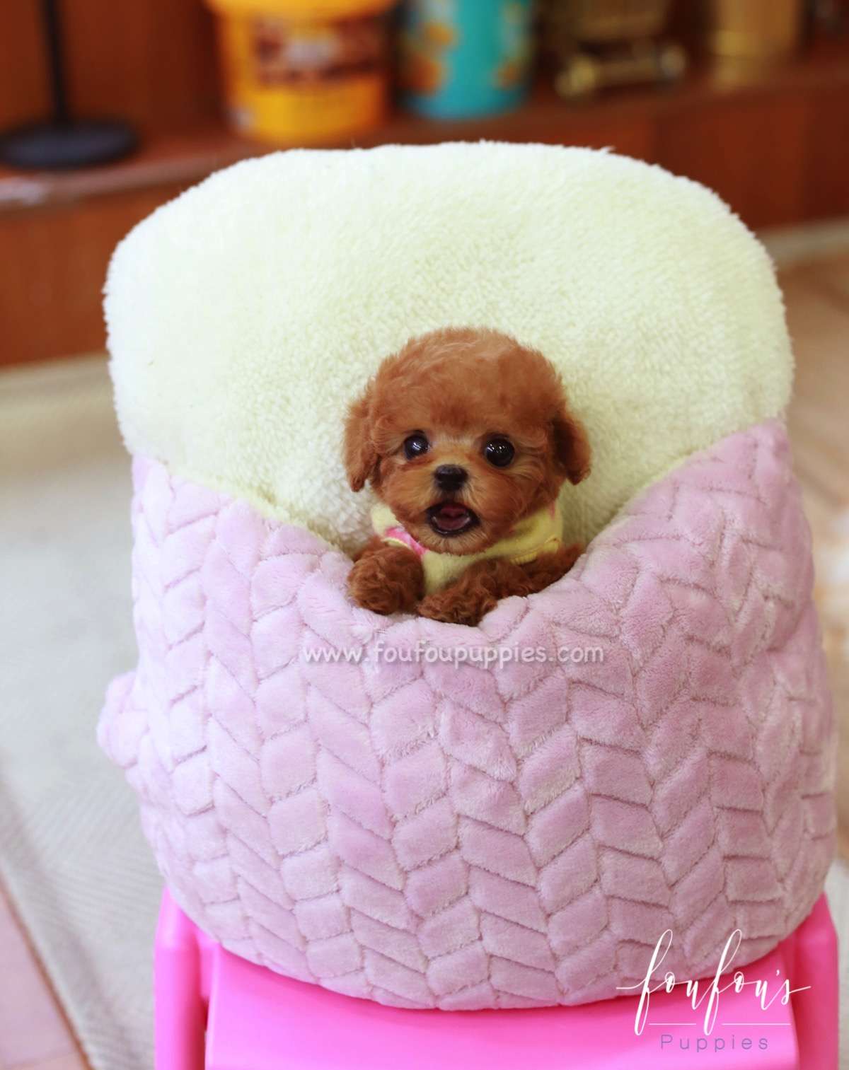 Rose - Poodle F.