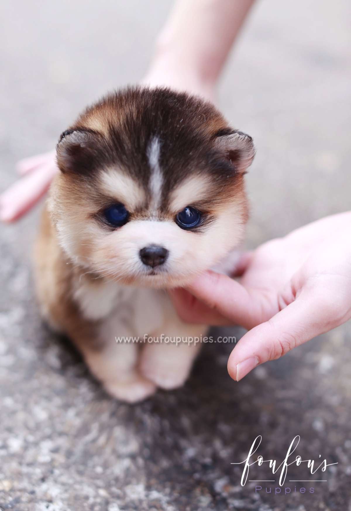 Tank - Pomsky M.