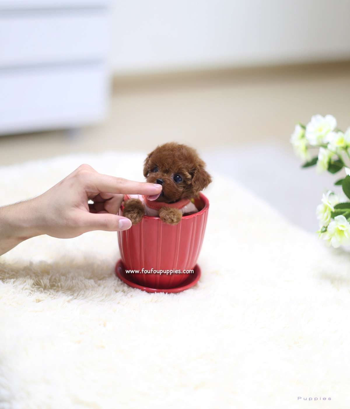 Minnie - Poodle F.