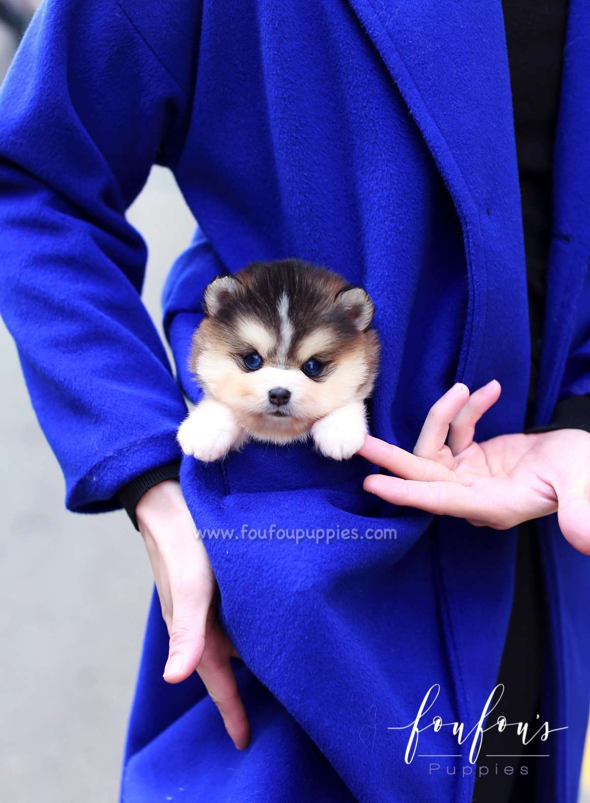 Tank - Pomsky M.