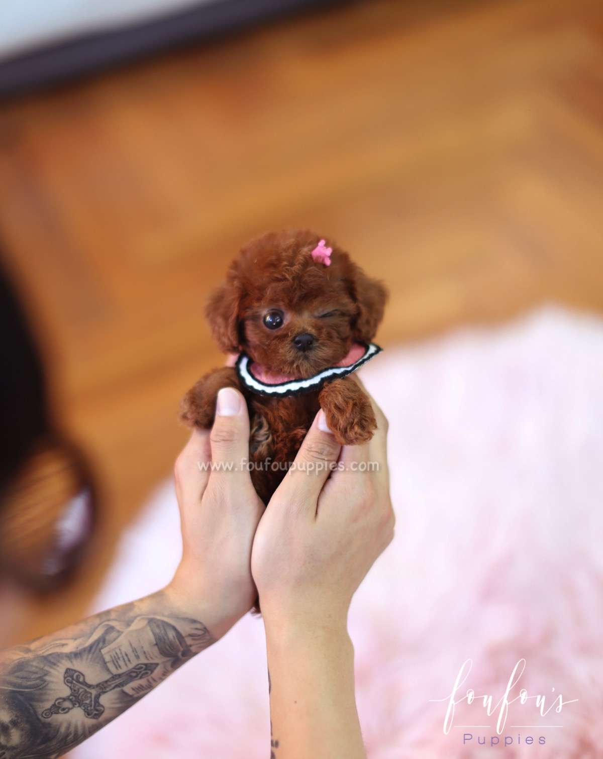 Bailey - Poodle F.