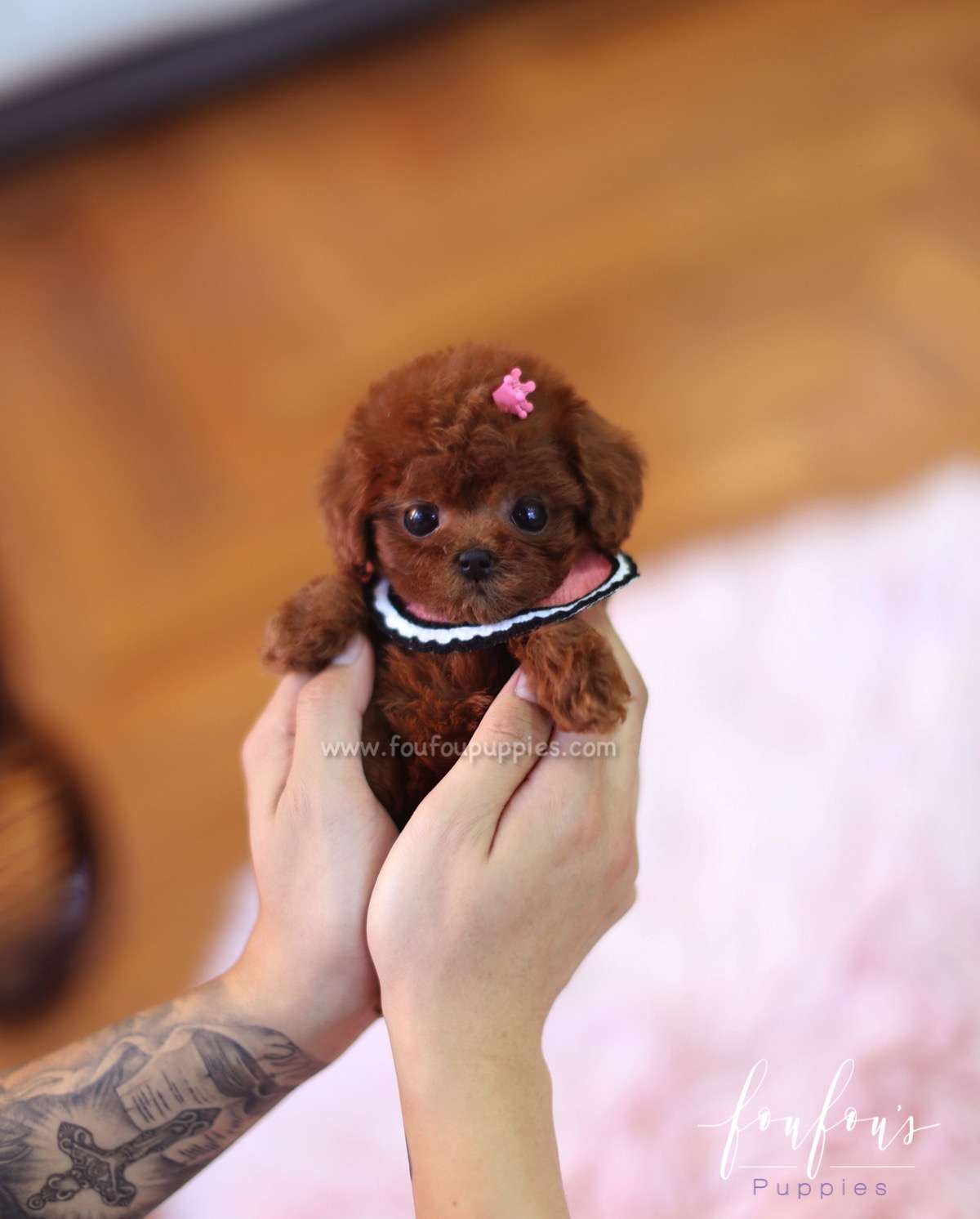 Bailey - Poodle F.