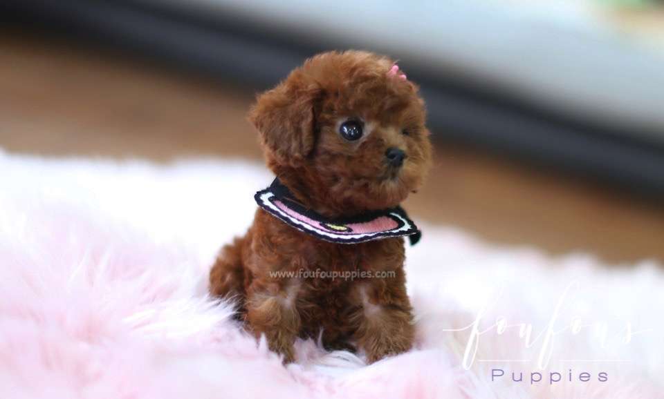 Bailey - Poodle F.