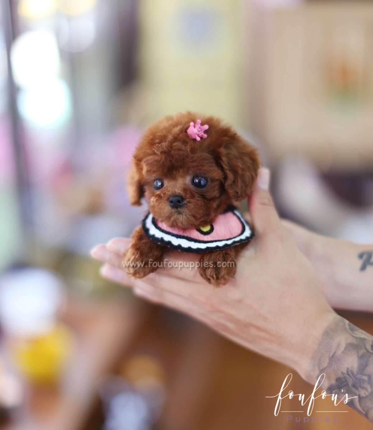 Bailey - Poodle F.