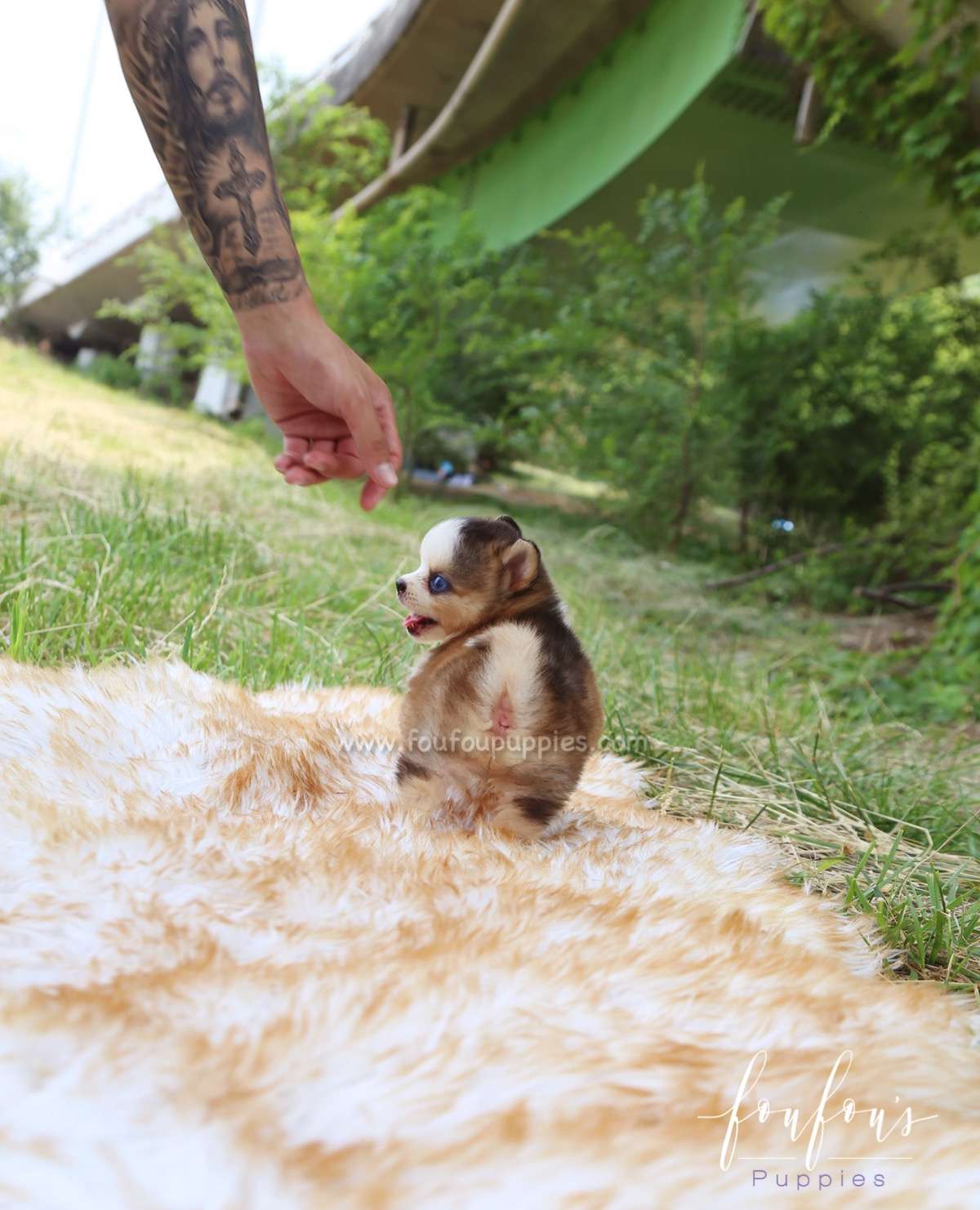 Cesar - Pomsky M.