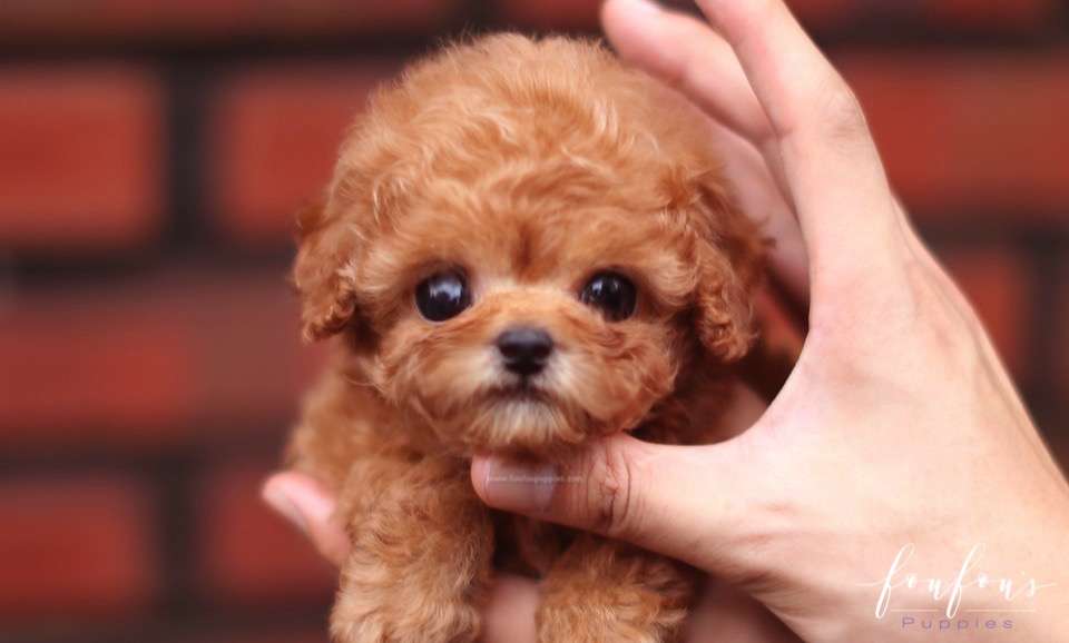 Louie - Poodle M.
