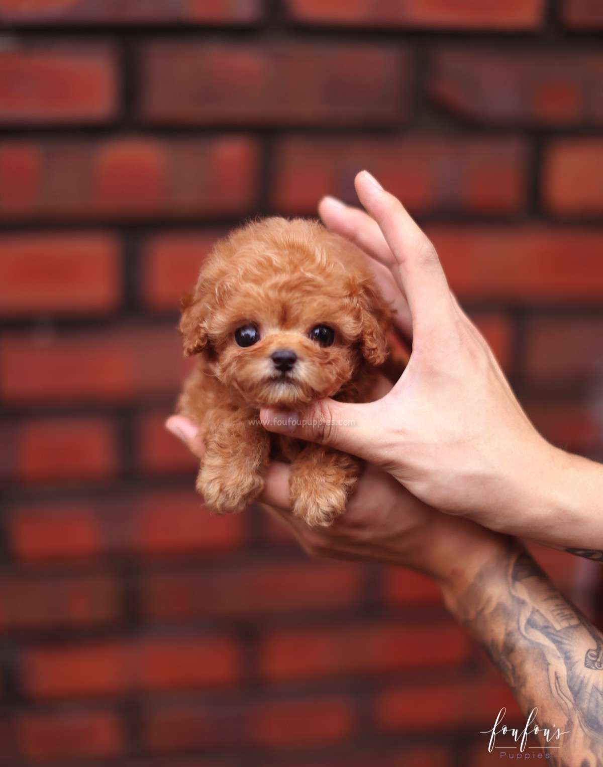 Louie - Poodle M.