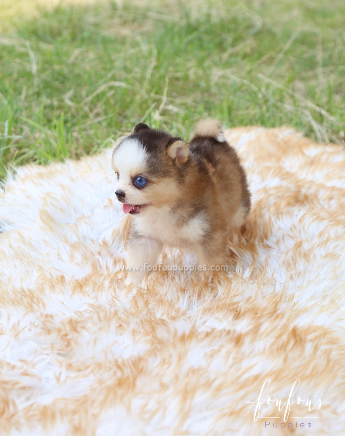 Cesar - Pomsky M.