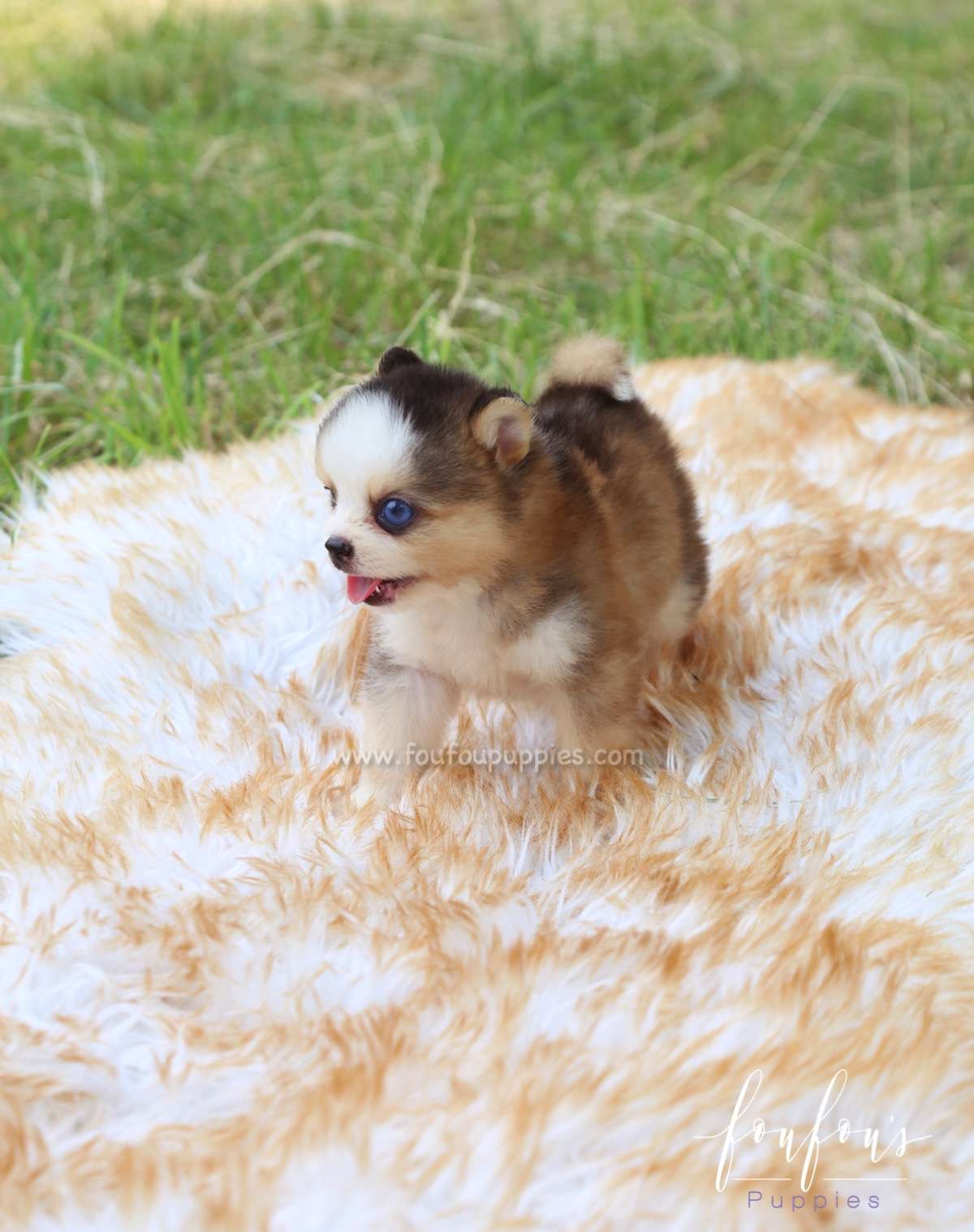 Cesar - Pomsky M.