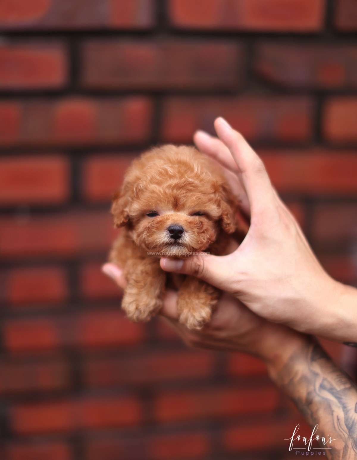 Louie - Poodle M.
