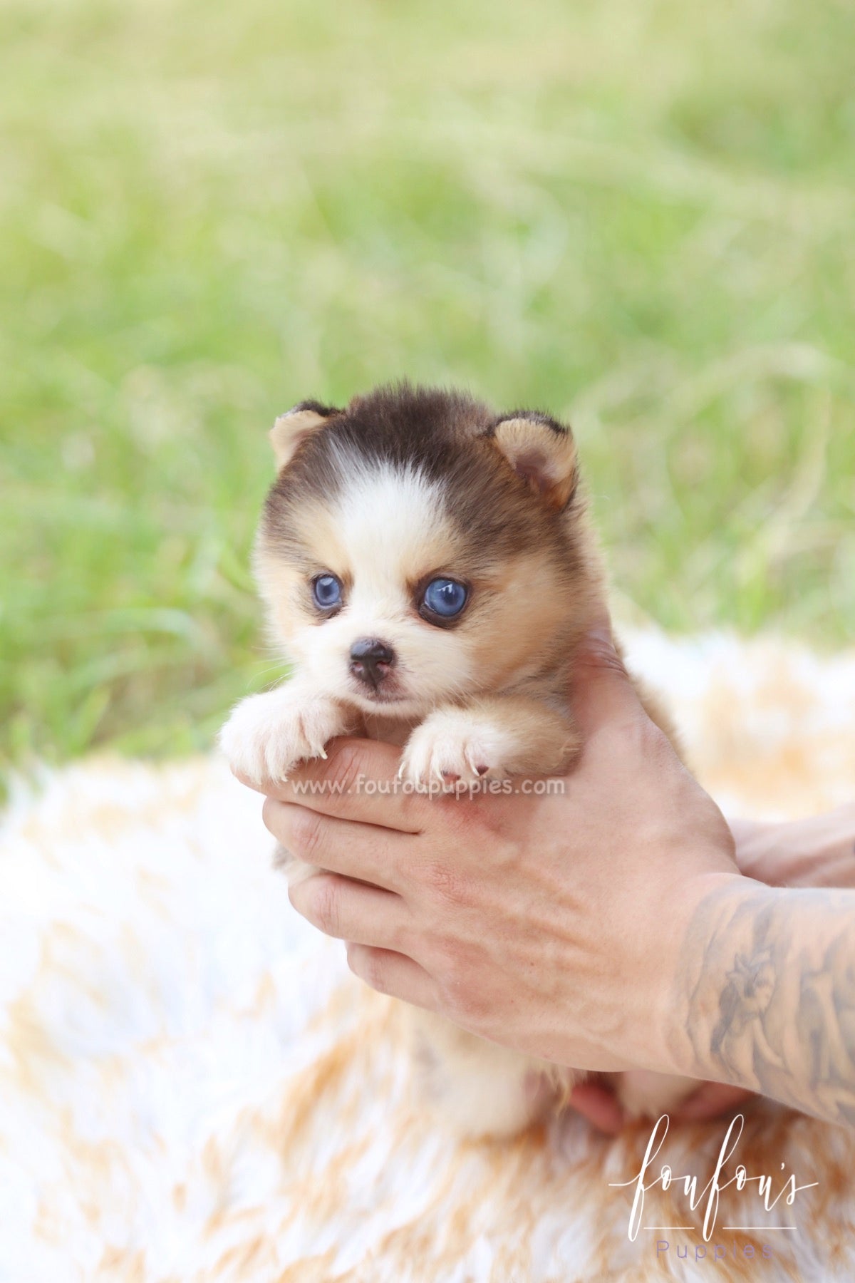 Cesar - Pomsky M.