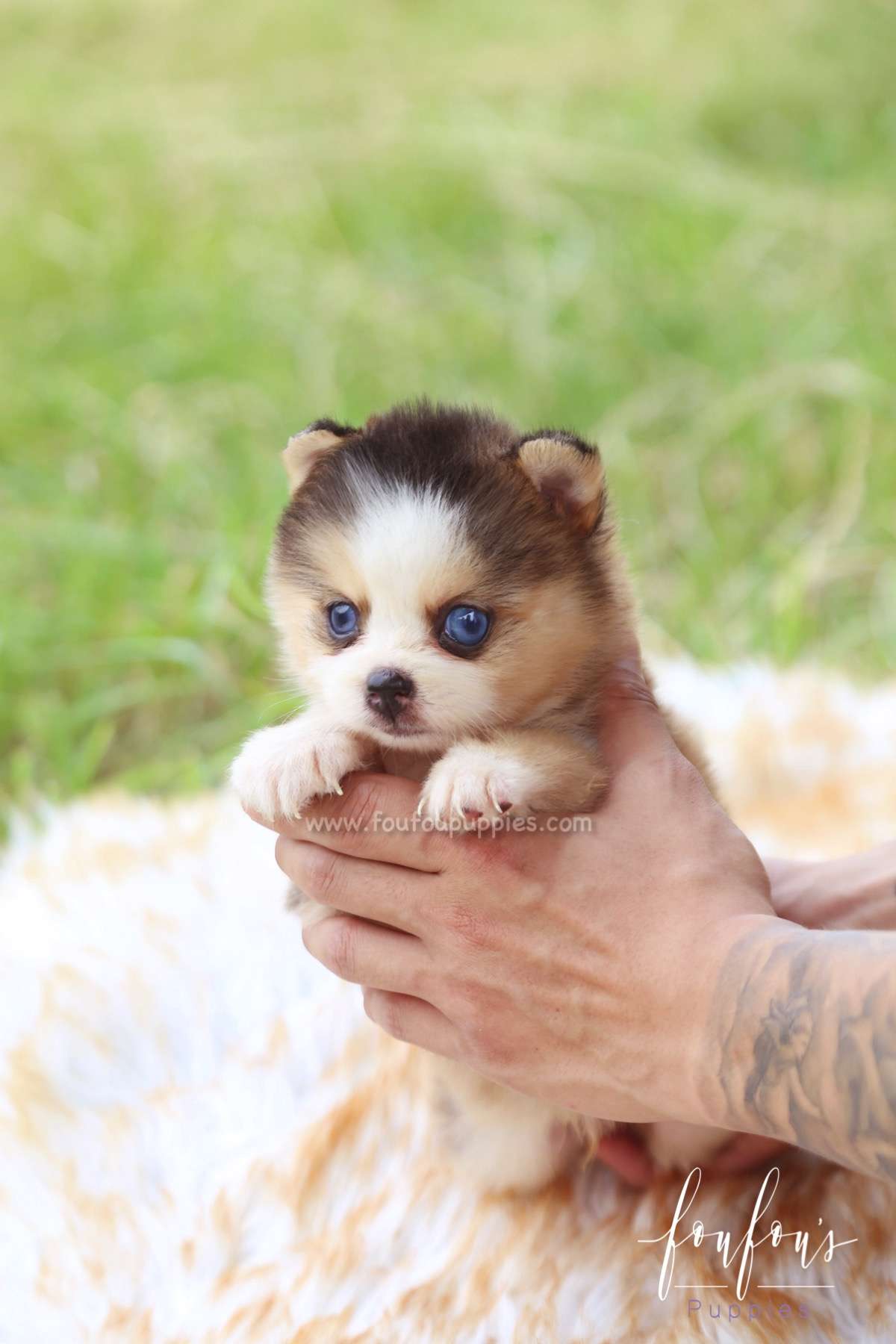 Cesar - Pomsky M.