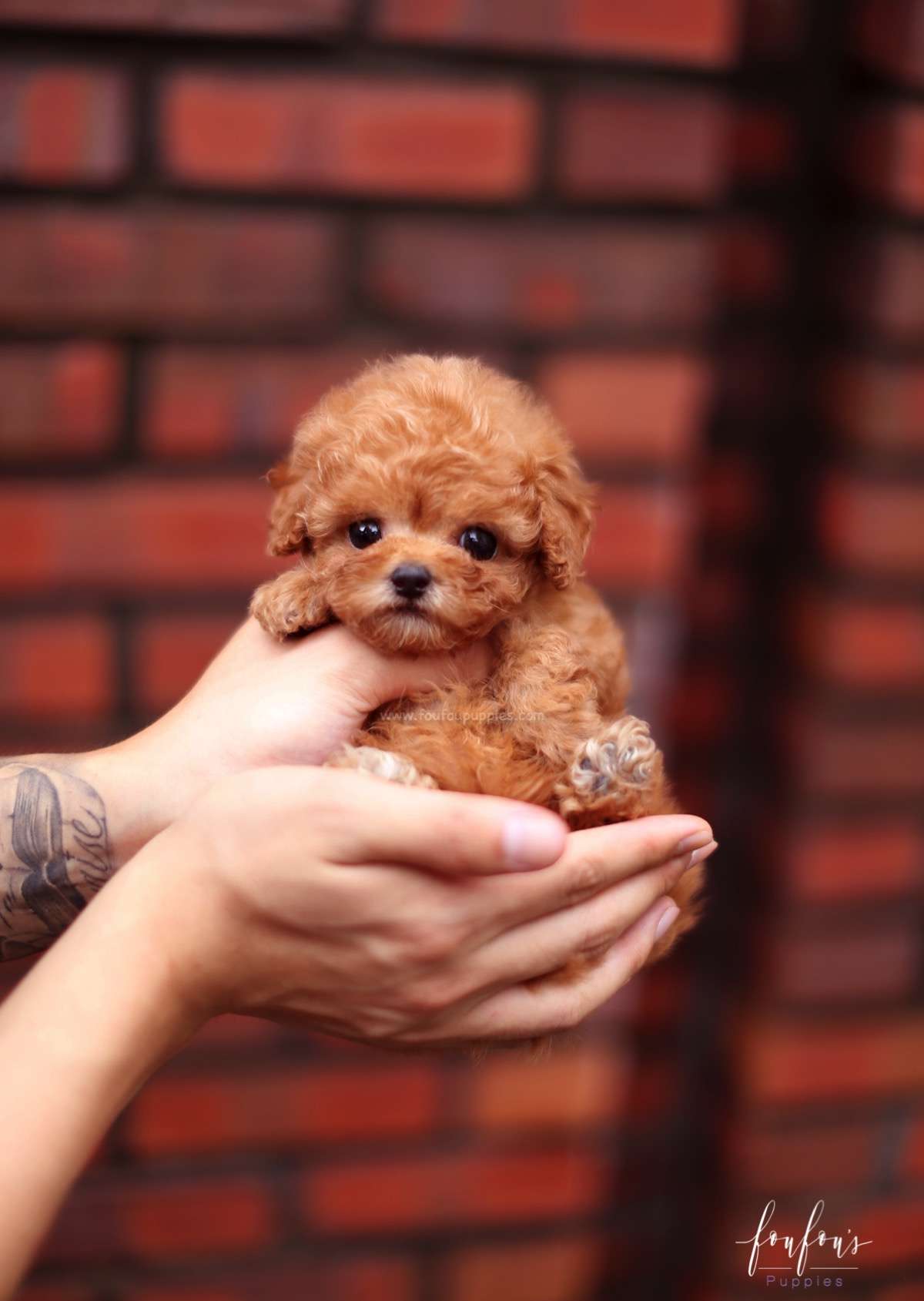Louie - Poodle M.