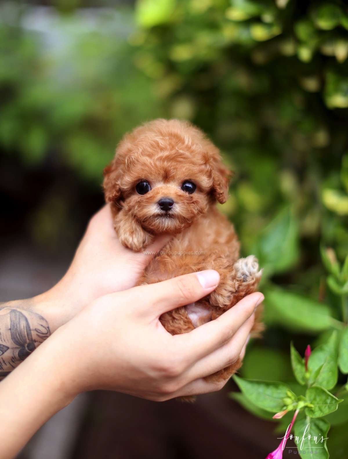 Louie - Poodle M.