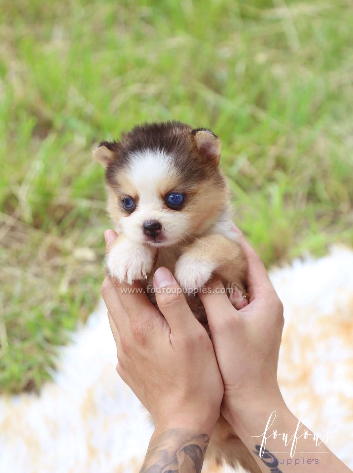 Cesar - Pomsky M.