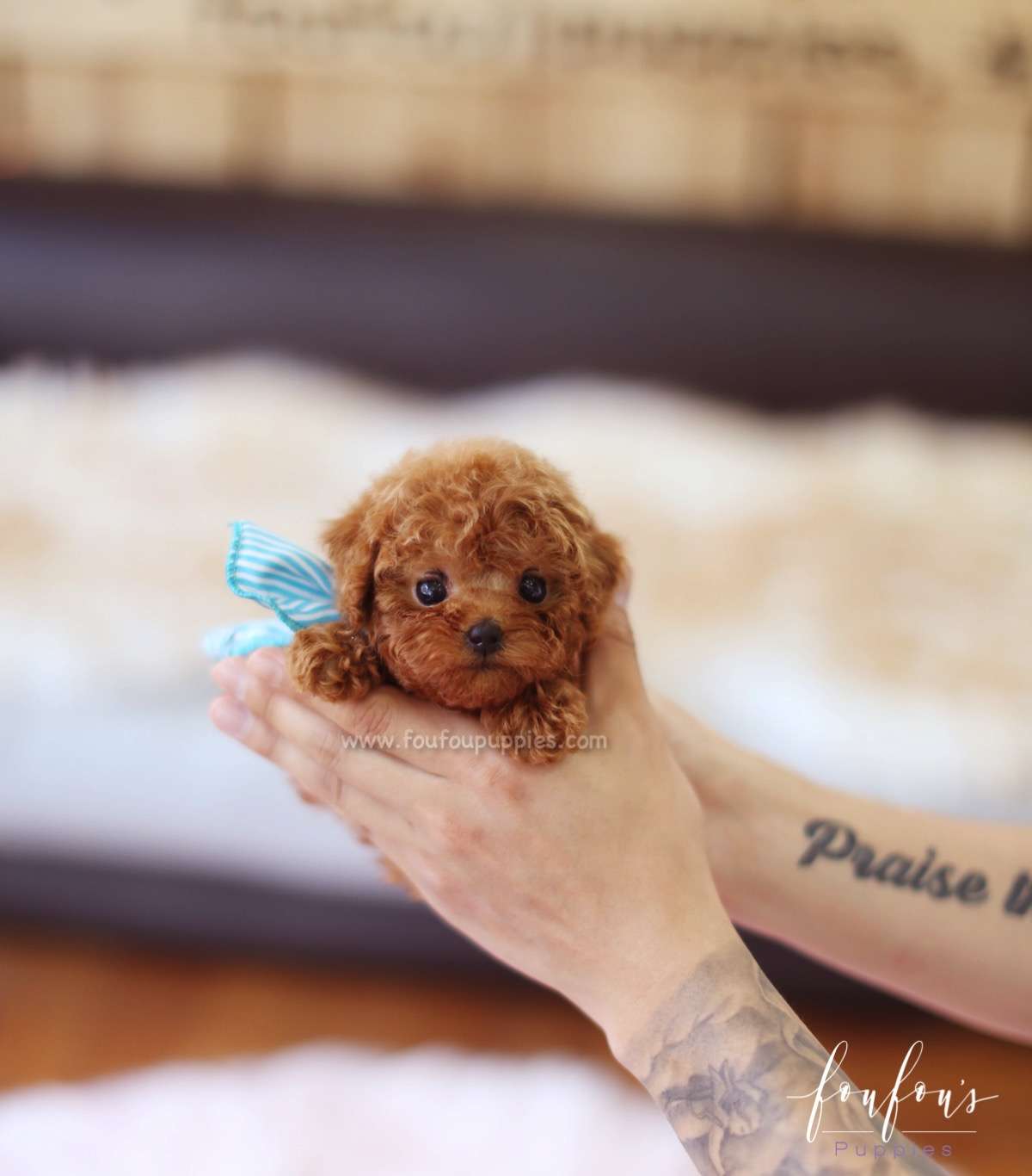 Boubou - Poodle M.