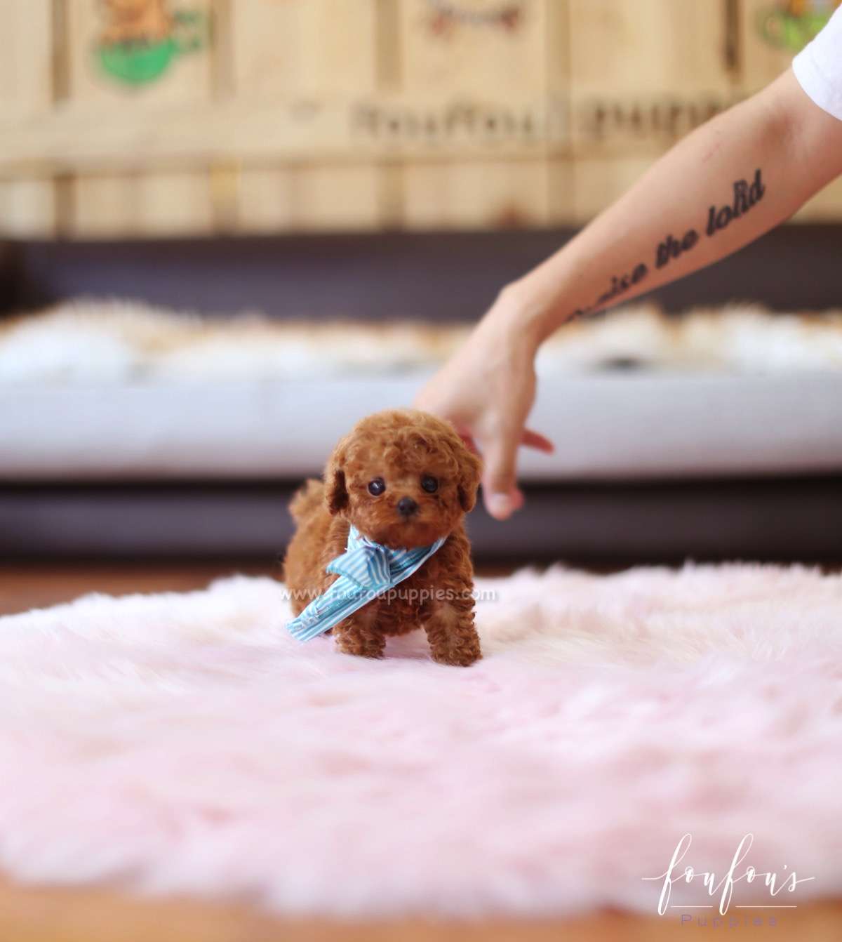 Boubou - Poodle M.