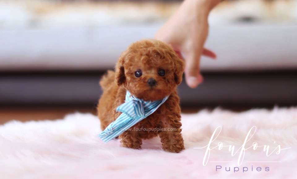 Boubou - Poodle M.
