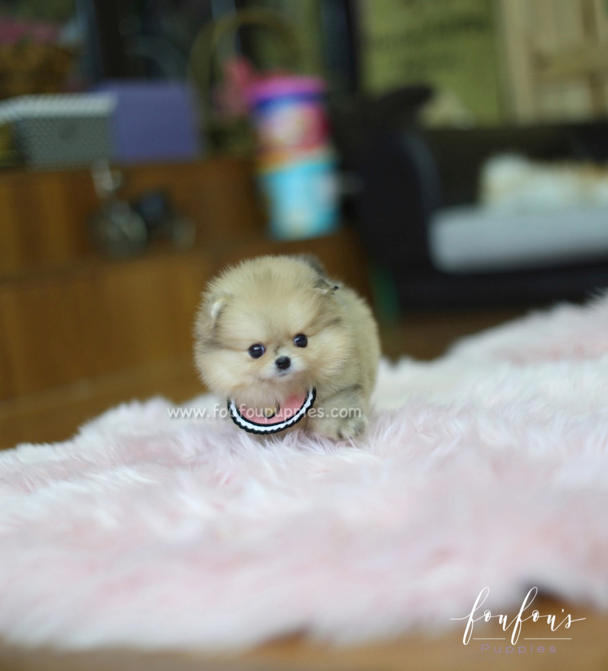 Gigi - Pomeranian F.