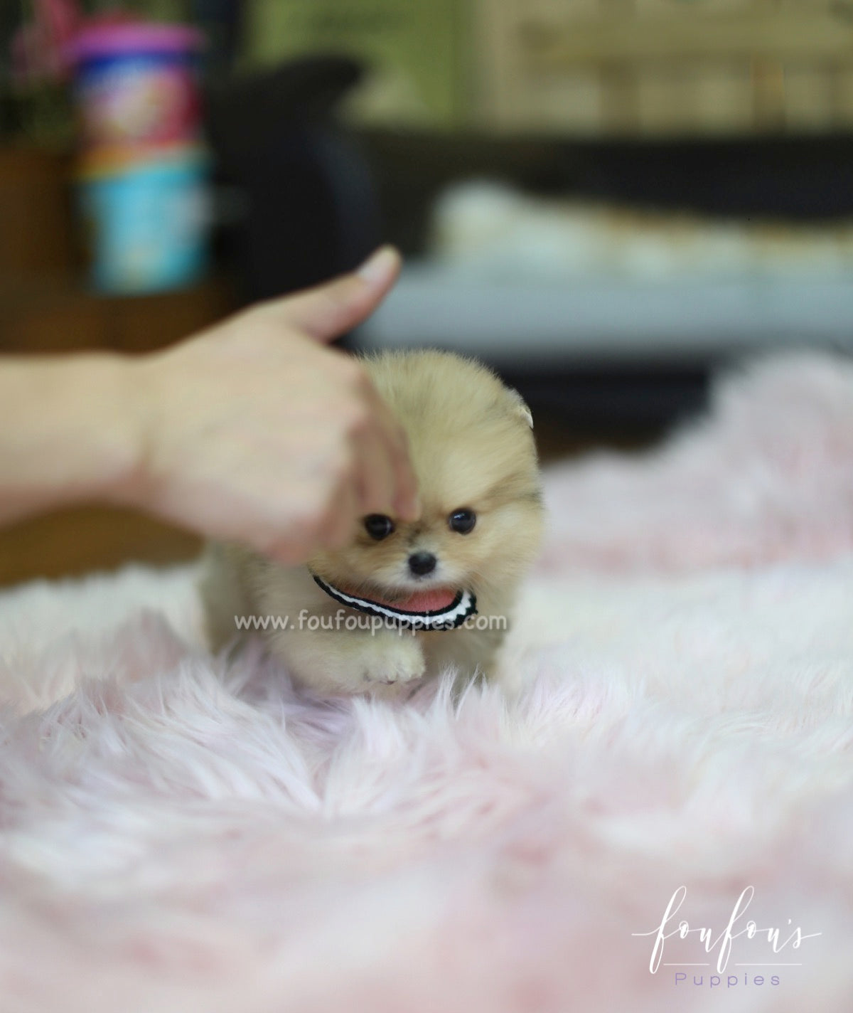 Gigi - Pomeranian F.