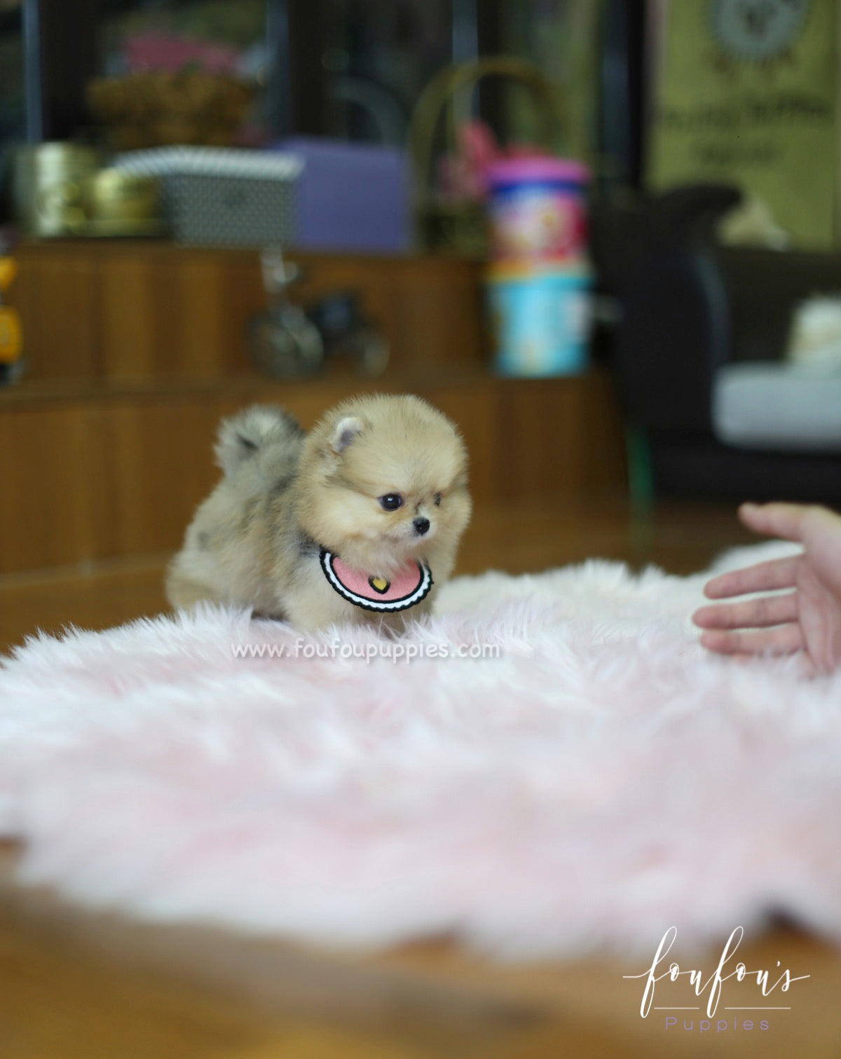 Gigi - Pomeranian F.