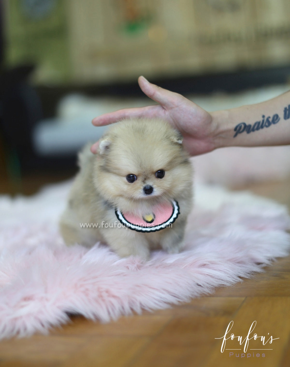 Gigi - Pomeranian F.