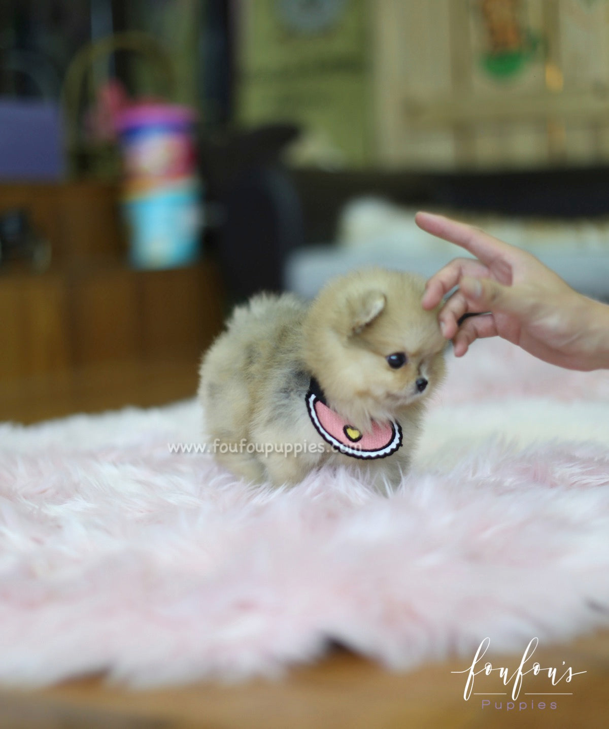 Gigi - Pomeranian F.
