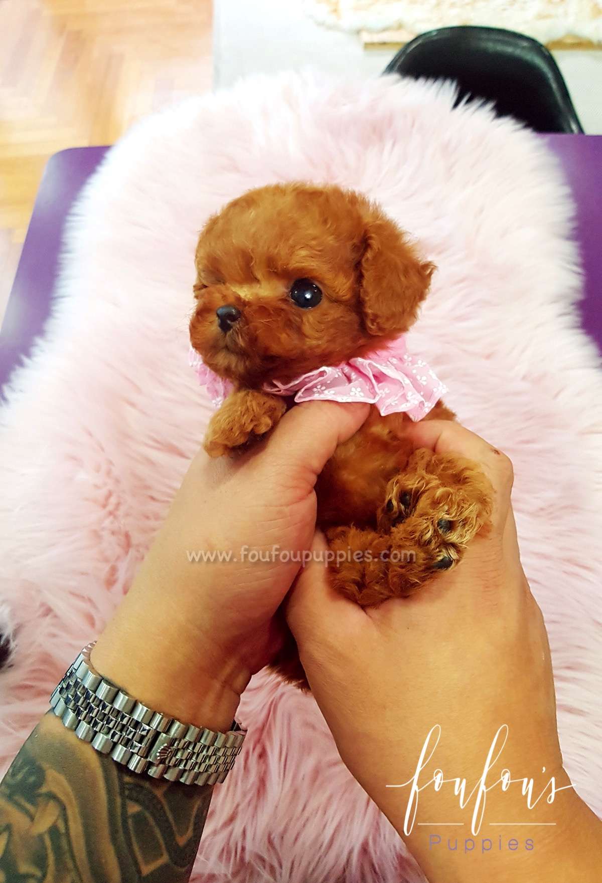 Ruby - Poodle F.