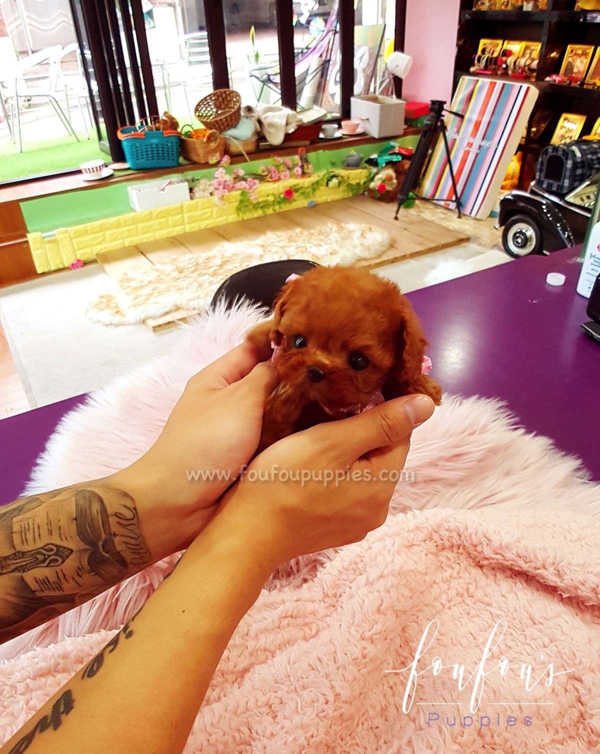 Ruby - Poodle F.