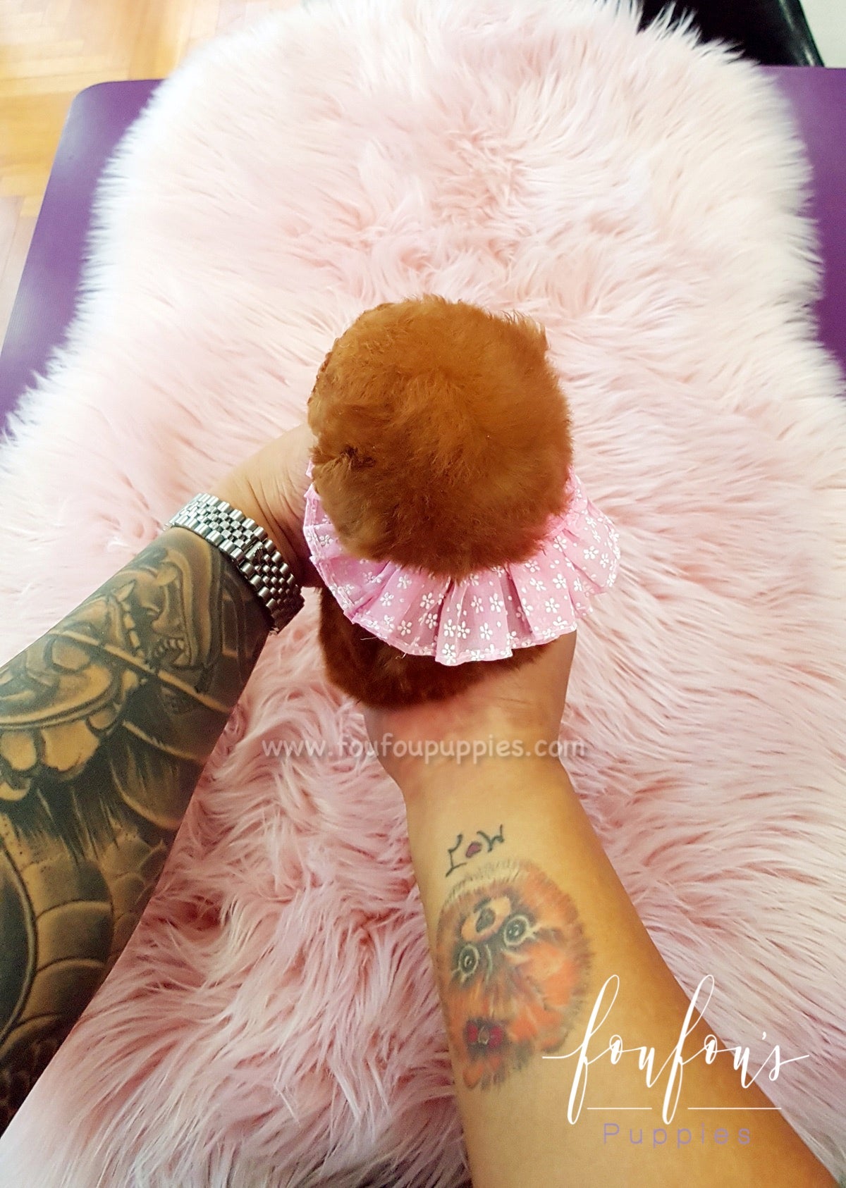 Ruby - Poodle F.