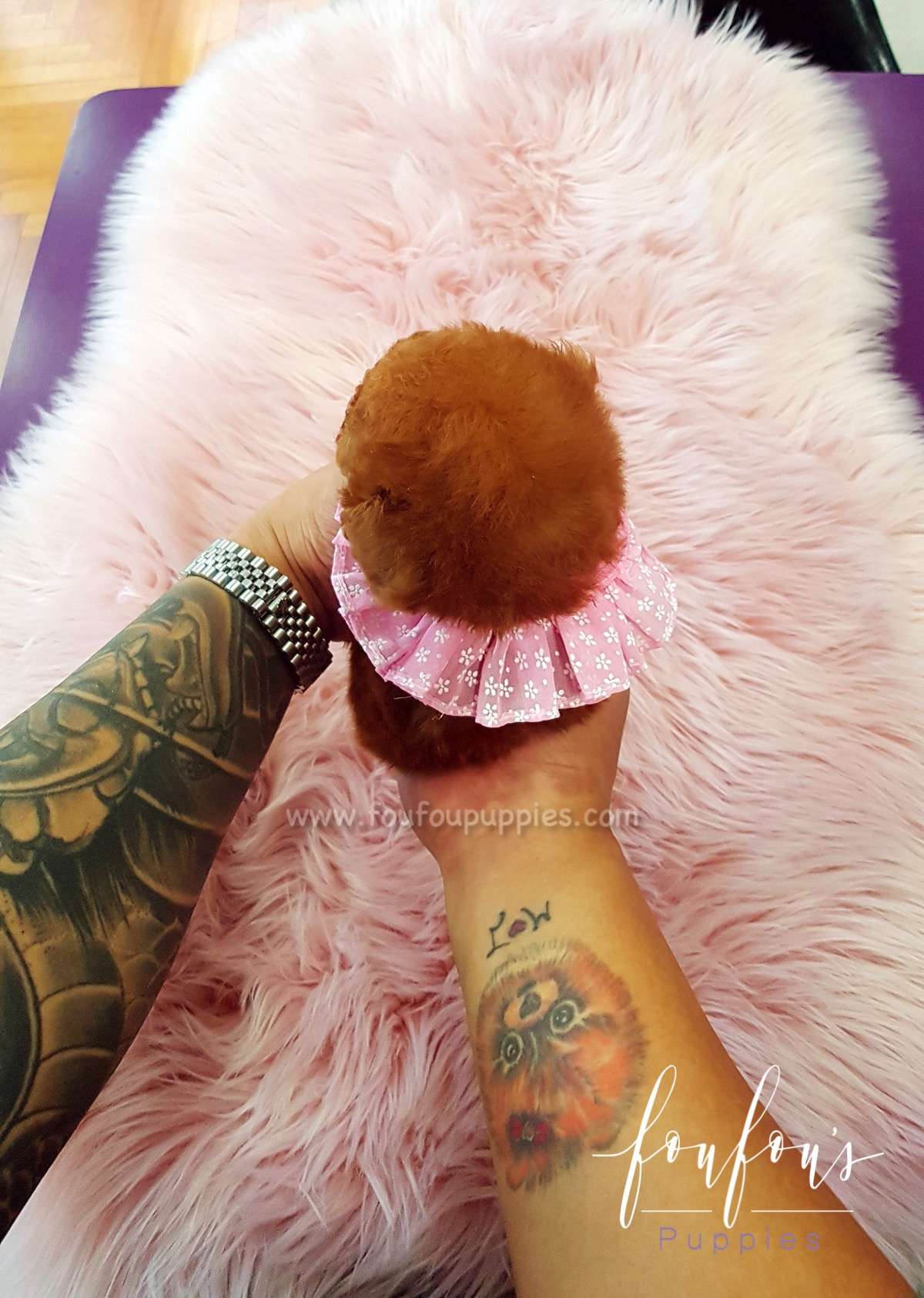 Ruby - Poodle F.