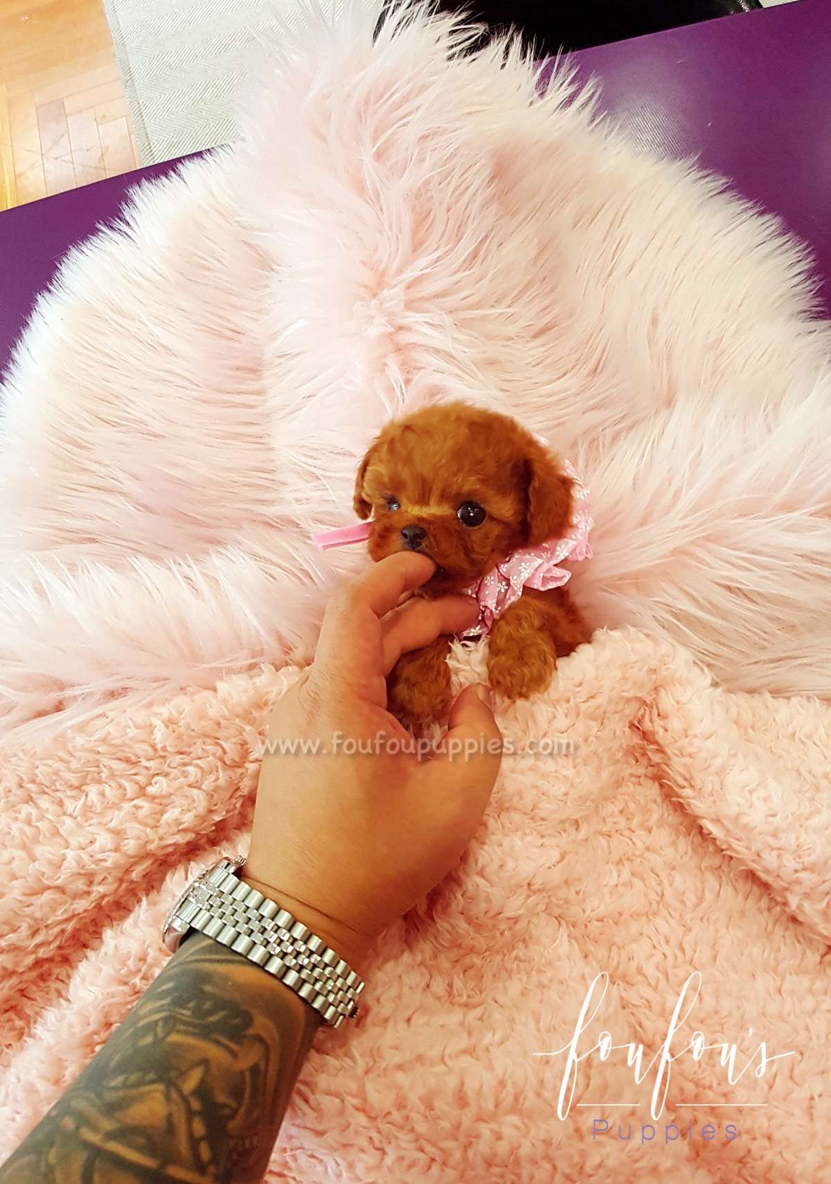 Ruby - Poodle F.