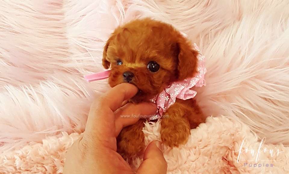 Ruby - Poodle F.