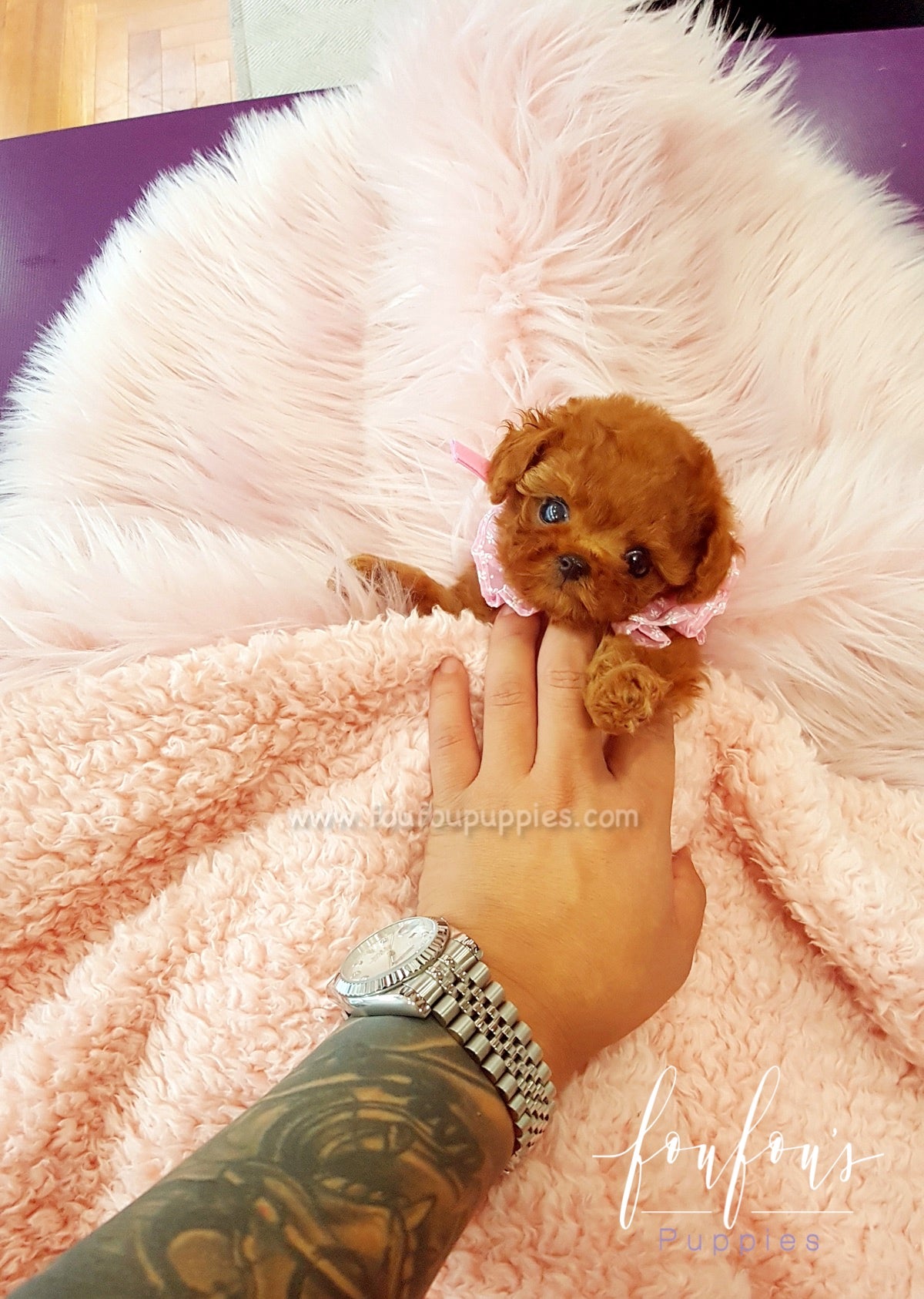 Ruby - Poodle F.