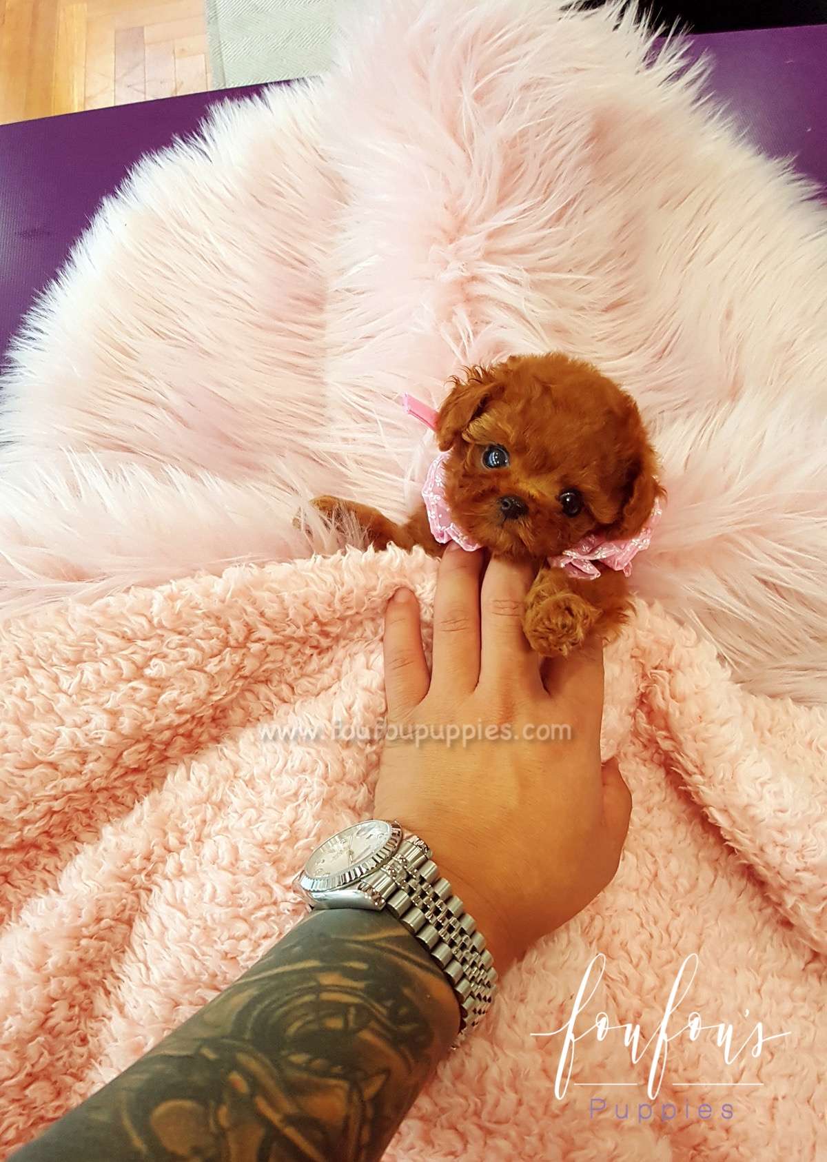 Ruby - Poodle F.
