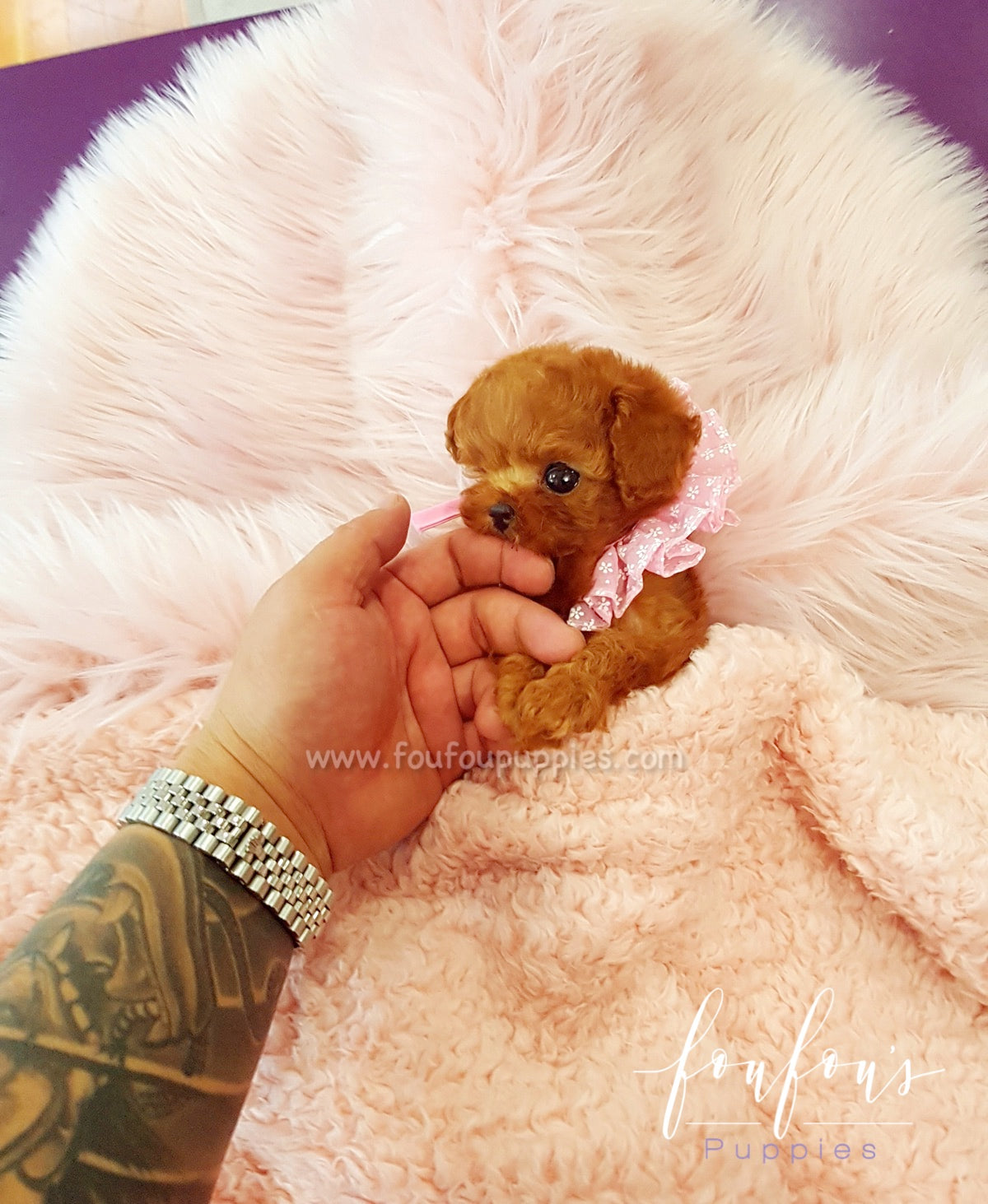 Ruby - Poodle F.