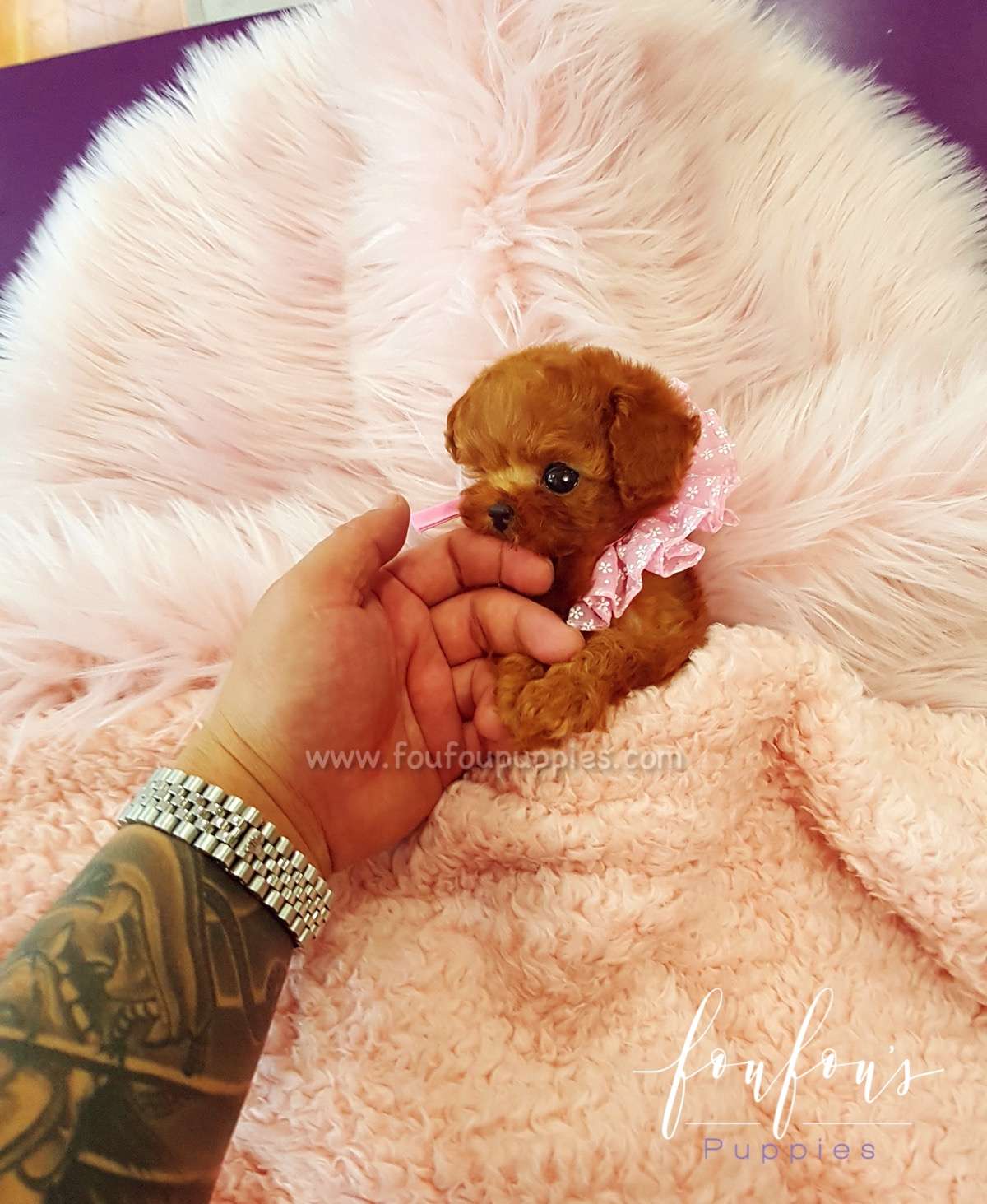 Ruby - Poodle F.