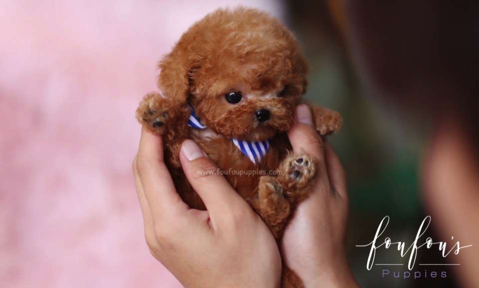 Kalvin - Poodle M.