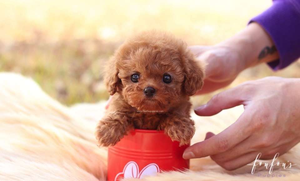 Celine - Poodle F.