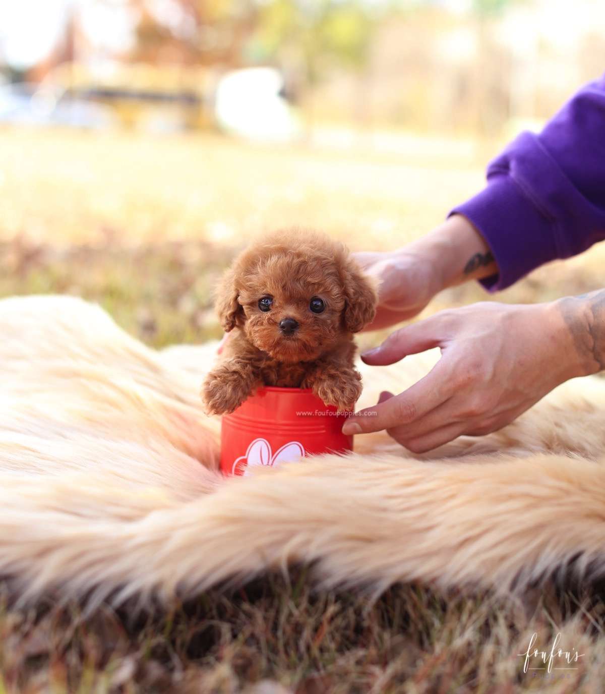 Celine - Poodle F.