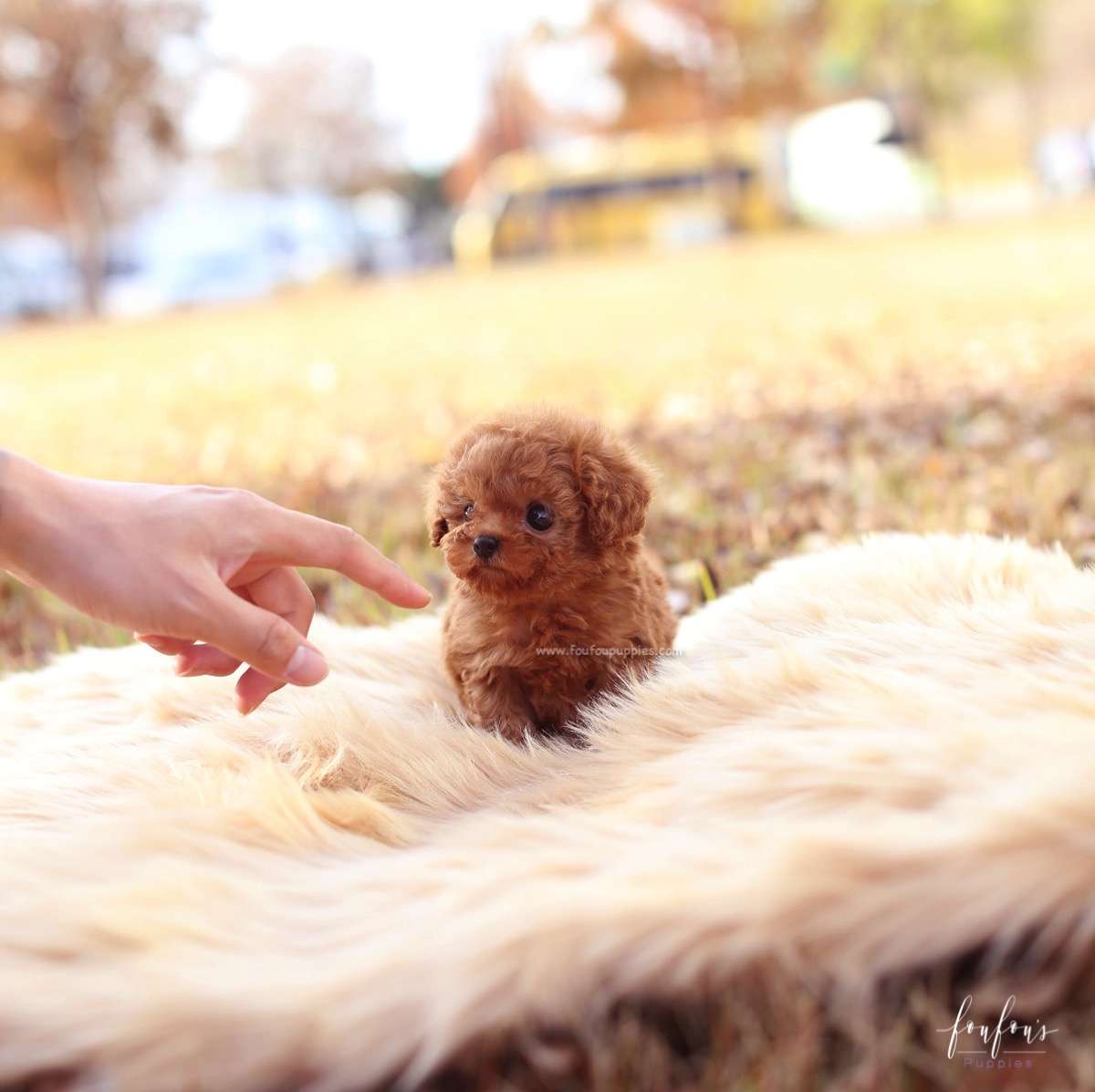 Celine - Poodle F.