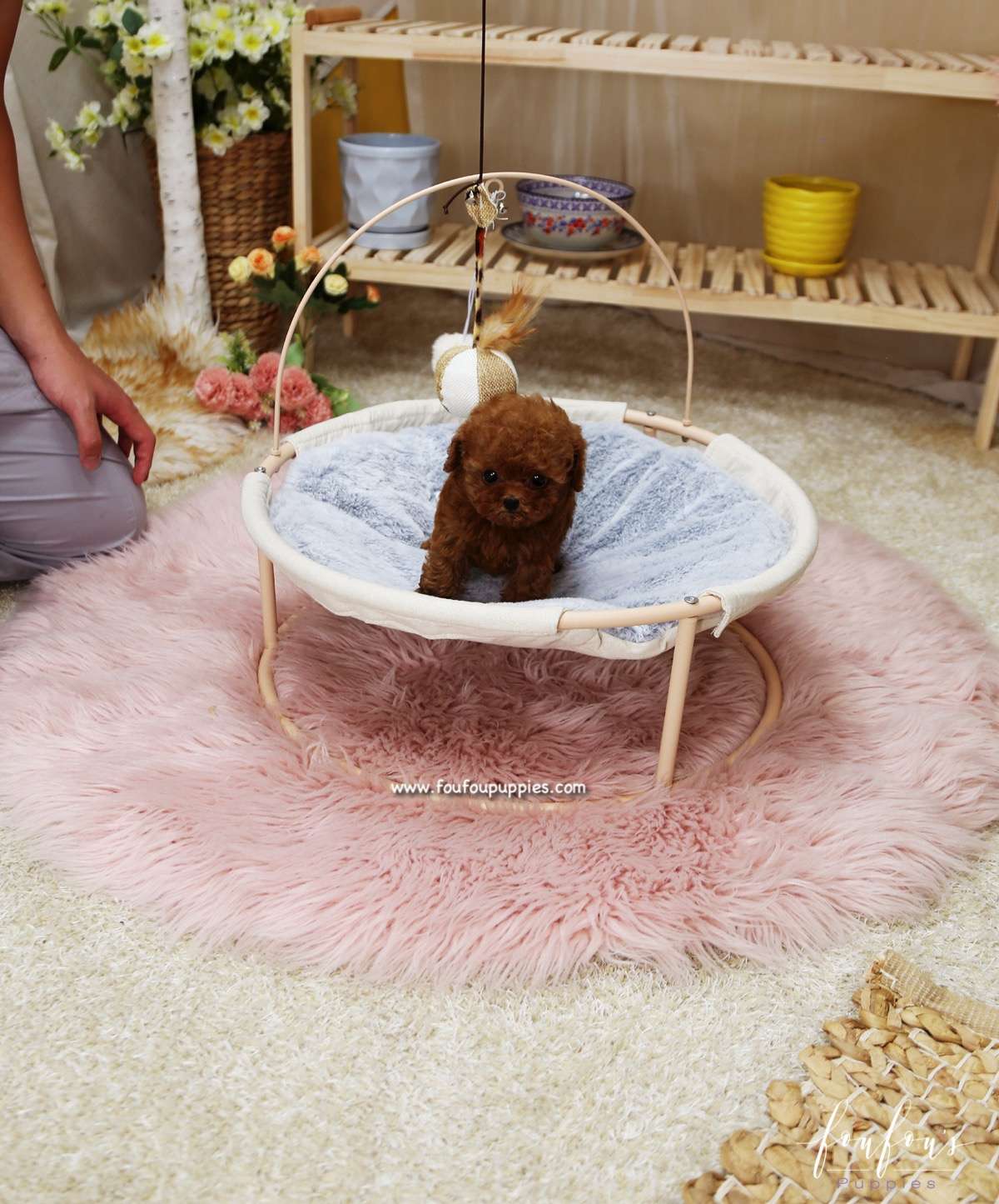 Rose - Poodle F.