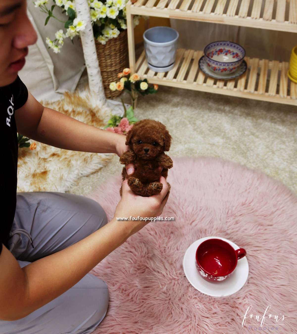 Rose - Poodle F.