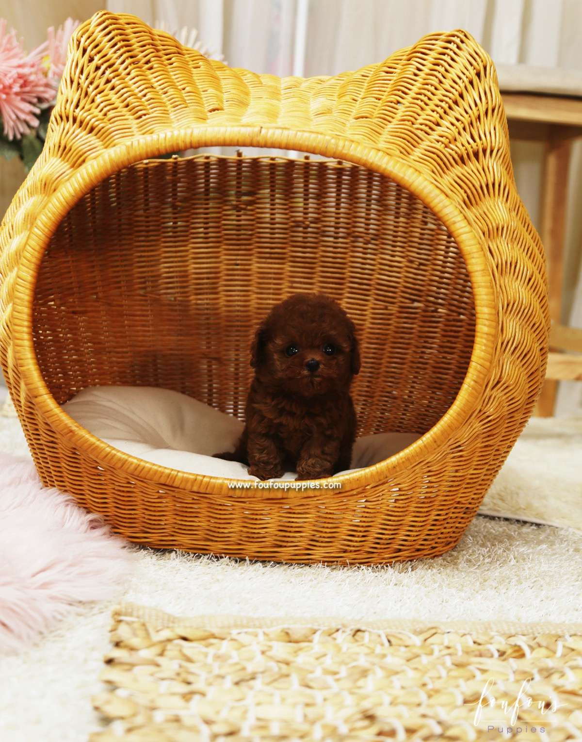 Rose - Poodle F.