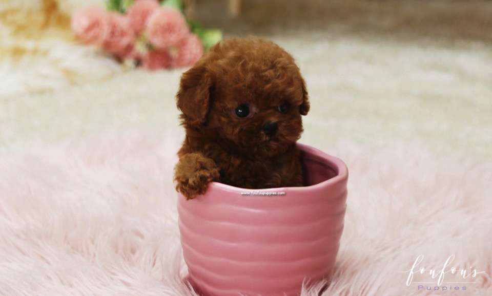 Rose - Poodle F.